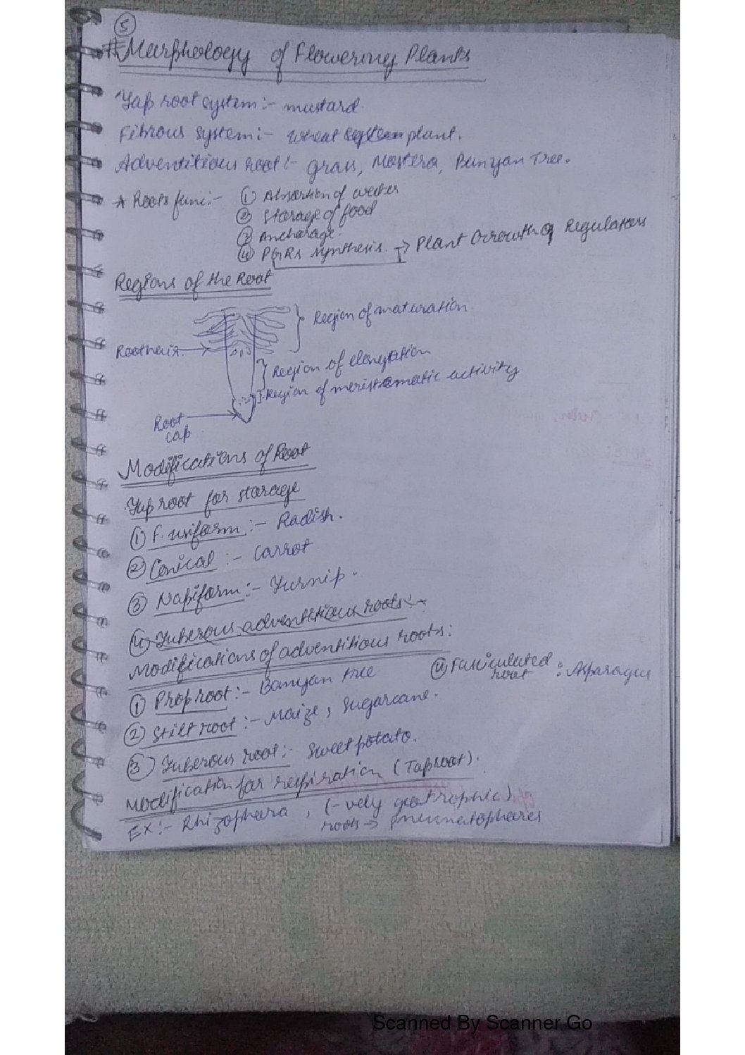 Class 11 Biology MORPHOLOGY OF FLOWERING PLANTS Handwritten Notes for NEET